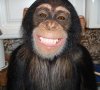 happy chimp.jpg