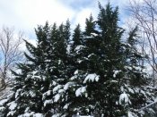 snow pine trees.JPG