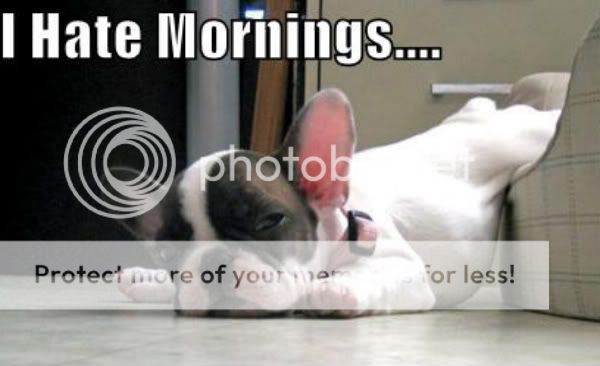 funny-dog-pictures-boston-terrier-bed-floor.jpg