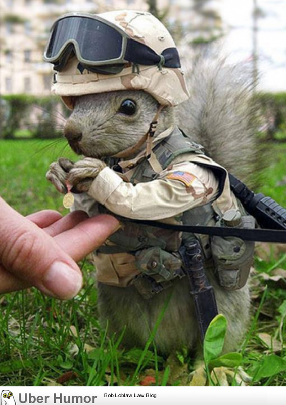 Marine-Squirrel.png