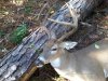 Deer Hunt 2012.JPG