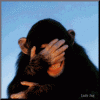 chimp gif.GIF