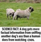 CNN_dogs_ass.JPG