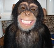 chimp happy.jpg