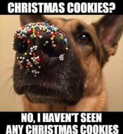 5951cookies.jpg