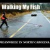 NC Fish Walking.jpg