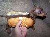 hotdoggie.jpg