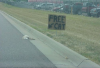 Free Cat.png