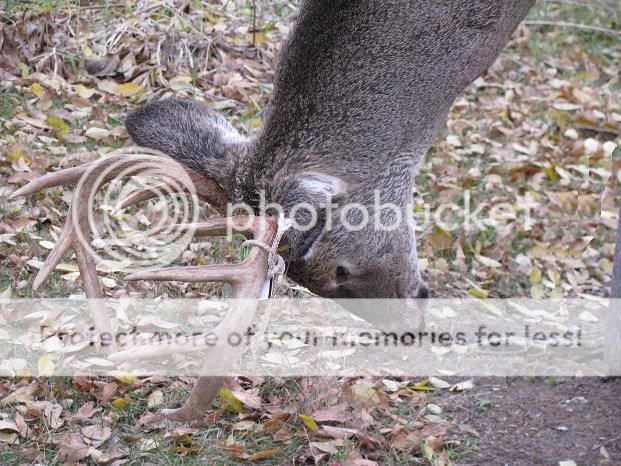 nov8buck95.jpg
