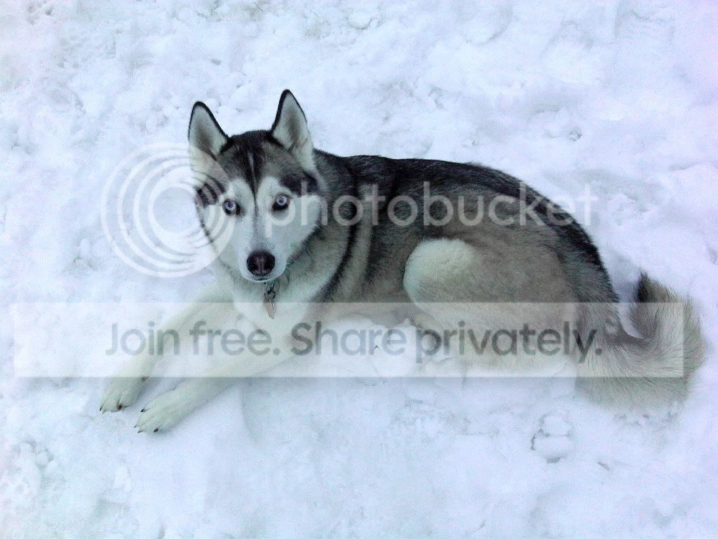 layininthesnow.jpg