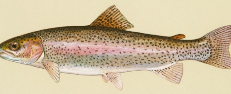 fish-image-465x190.jpg