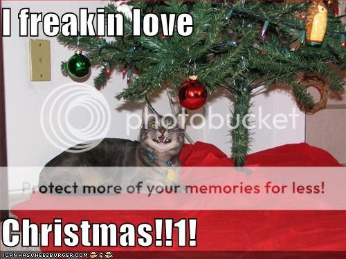 funny-pictures-cat-loves-christmas.jpg
